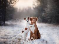 Jak zadbać o zdrowie i bezpieczeństwo zwierząt podczas zimy