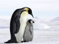 Bliskie spojrzenie na pingwiny: Zabawne fakty i ciekawe zachowania